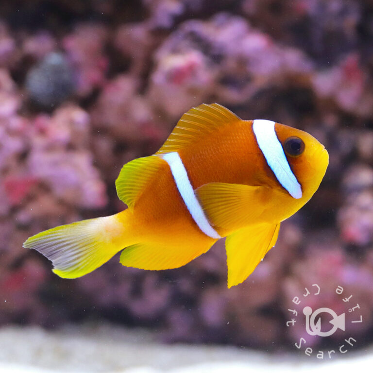 Redsea-Clownfish_L