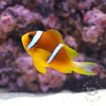 Redsea-Clownfish_L