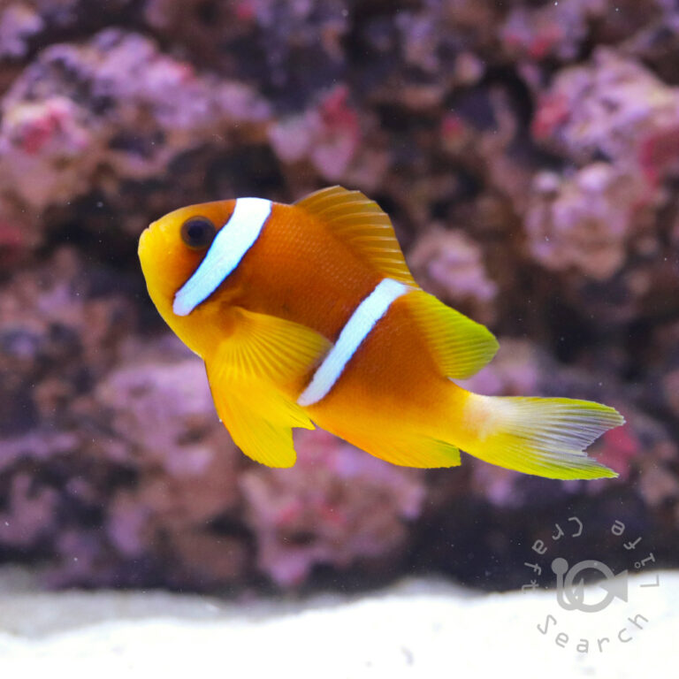 Redsea-Clownfish_L