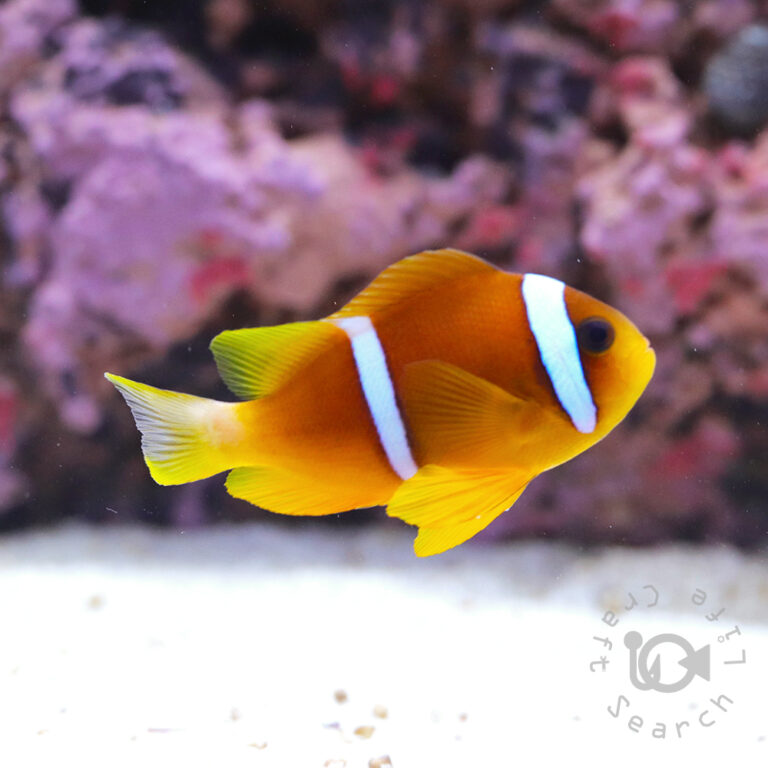 Redsea-Clownfish_L