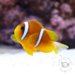 Redsea-Clownfish_L