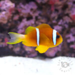 Redsea-Clownfish_L