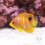 Regal-Angelfish_ID_S