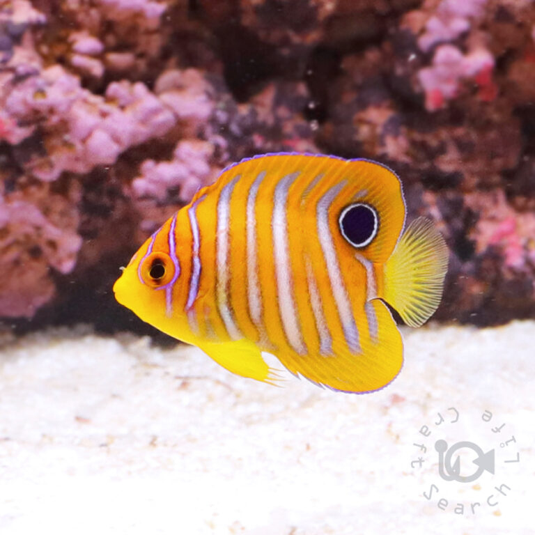 Regal-Angelfish_ID_S
