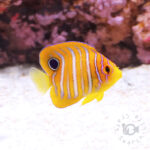 Regal-Angelfish_ID_S