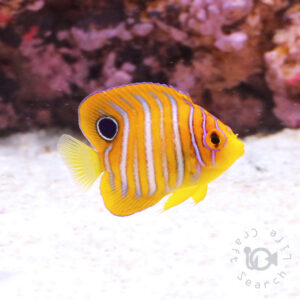 Regal-Angelfish_ID_SS