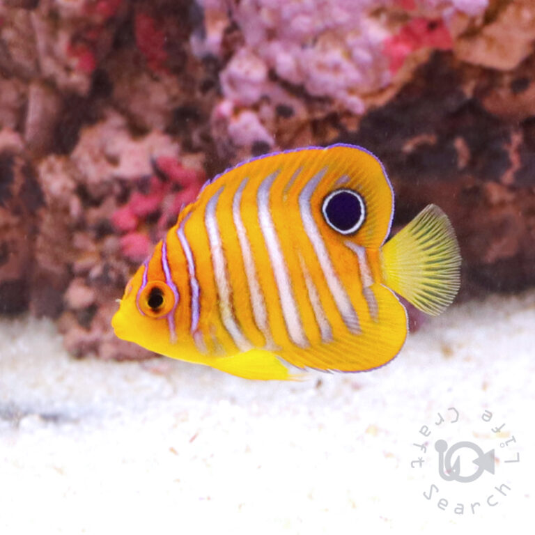 Regal-Angelfish_ID_S