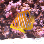 Regal-Angelfish_ID_S