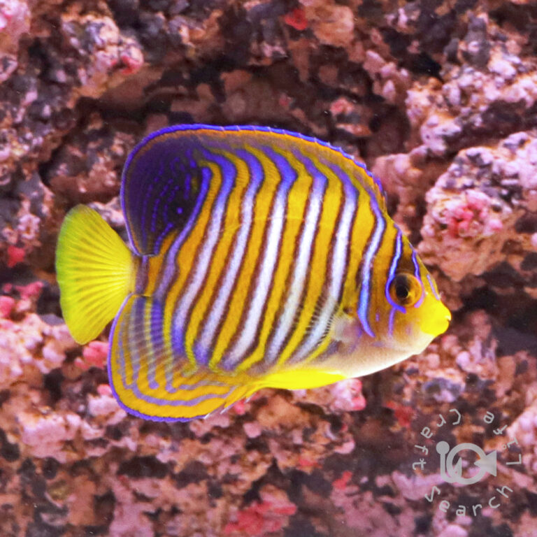 Regal-Angelfish_ID_M