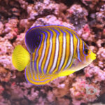 Regal-Angelfish_ID_M