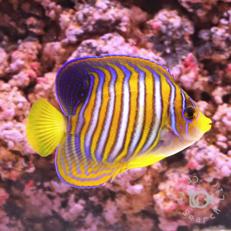 Regal-Angelfish_ID_M