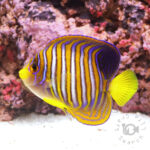 Regal-Angelfish_ID_M