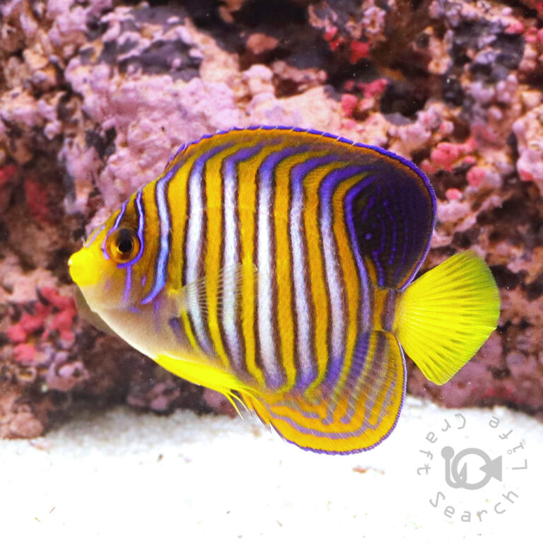 Regal-Angelfish_ID_M