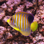 Regal-Angelfish_ID_M