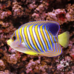 Regal-Angelfish_ID_L
