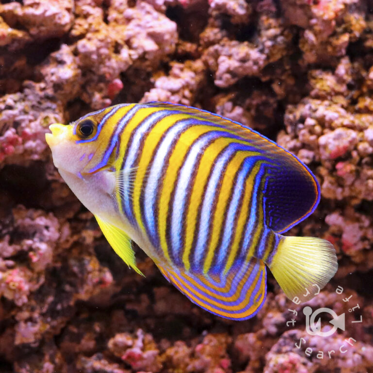 Regal-Angelfish_ID_L