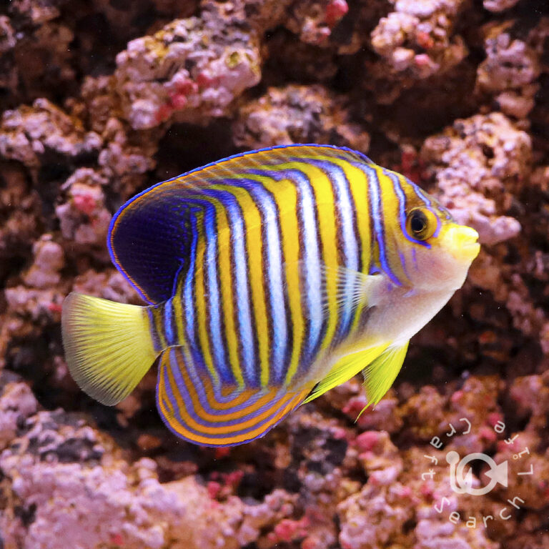 Regal-Angelfish_ID_L
