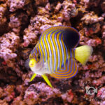 Regal-Angelfish_ID_L