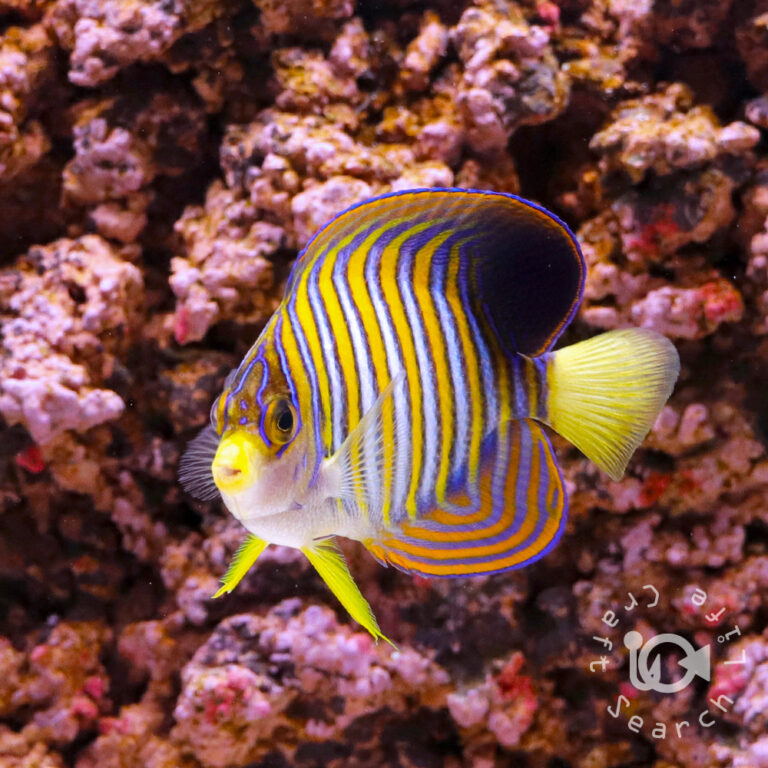 Regal-Angelfish_ID_L