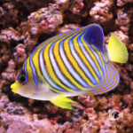 Regal-Angelfish_ID_3L