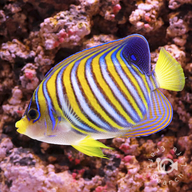 Regal-Angelfish_ID_3L