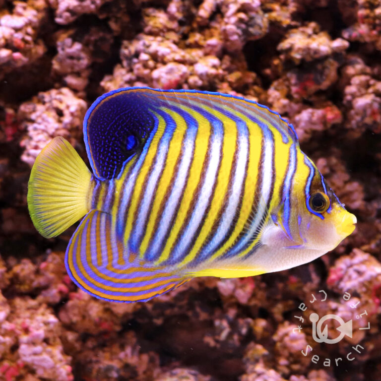 Regal-Angelfish_ID_3L