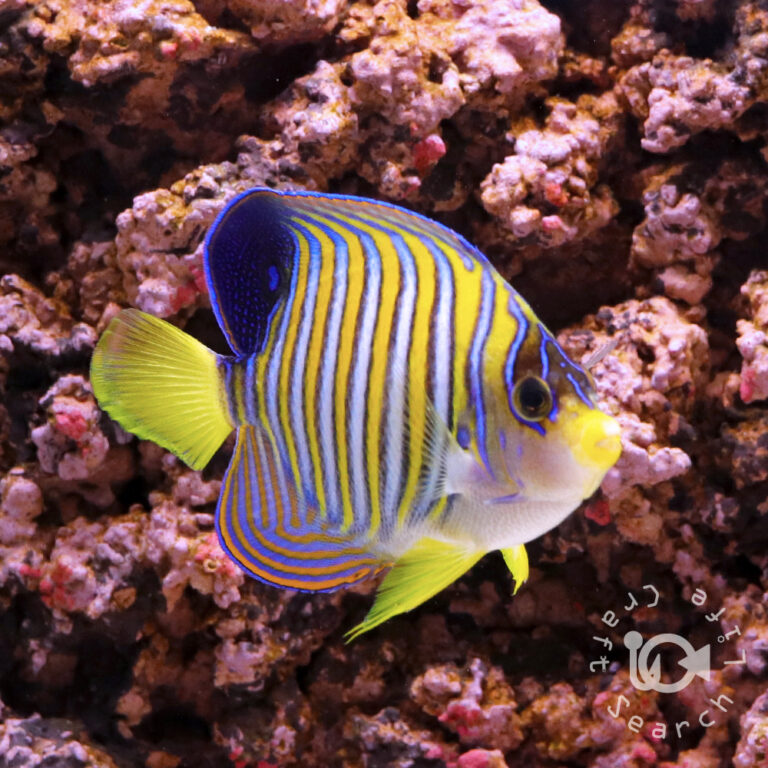 Regal-Angelfish_ID_3L