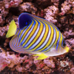 Regal-Angelfish_ID_3L