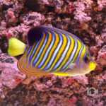 Regal-Angelfish_ID_LL