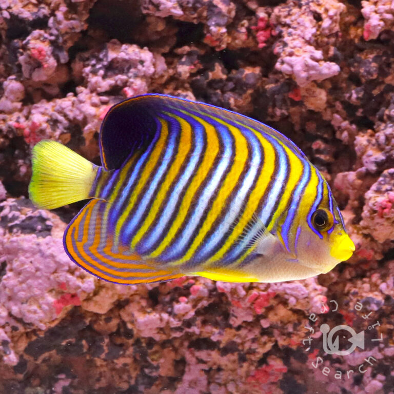 Regal-Angelfish_ID_LL