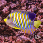 Regal-Angelfish_ID_LL