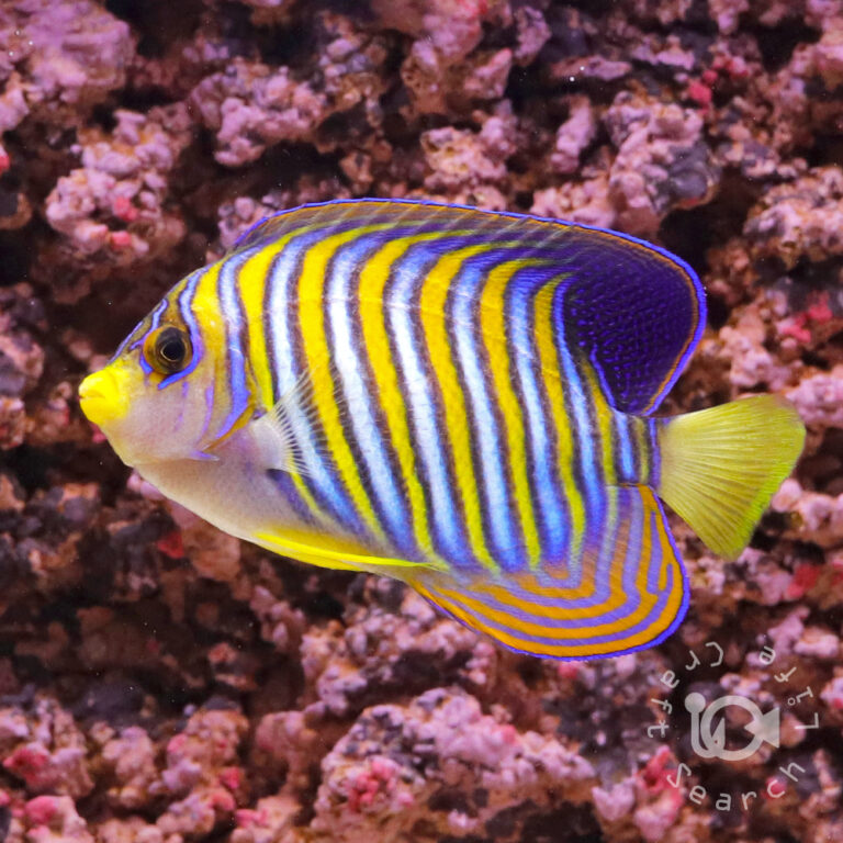 Regal-Angelfish_ID_LL