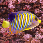 Regal-Angelfish_ID_LL
