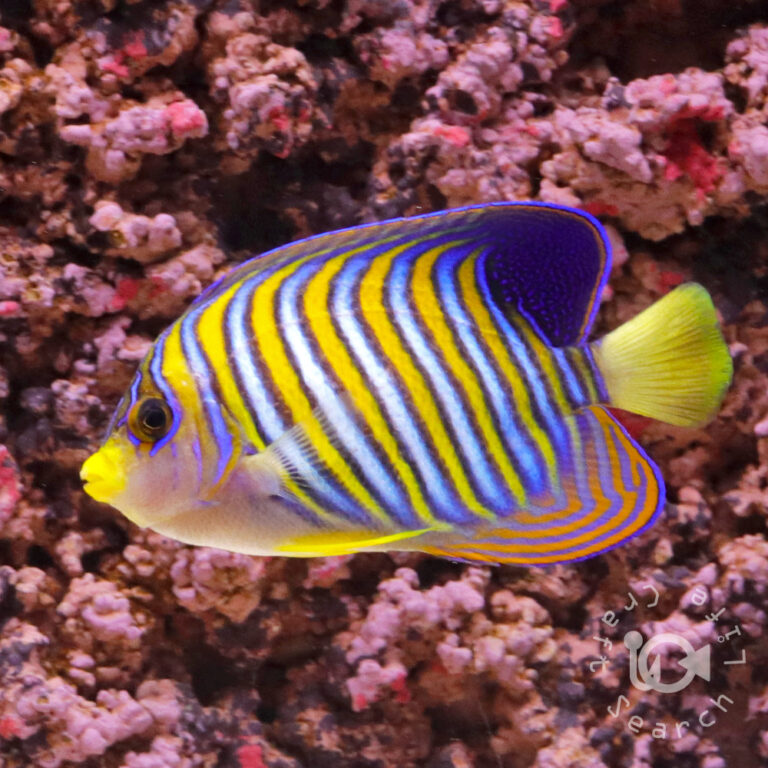 Regal-Angelfish_ID_LL