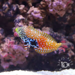 Splendid-Leopard-Wrasse