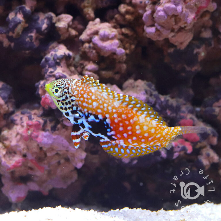 Splendid-Leopard-Wrasse