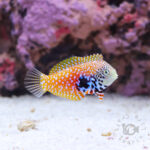 Splendid-Leopard-Wrasse