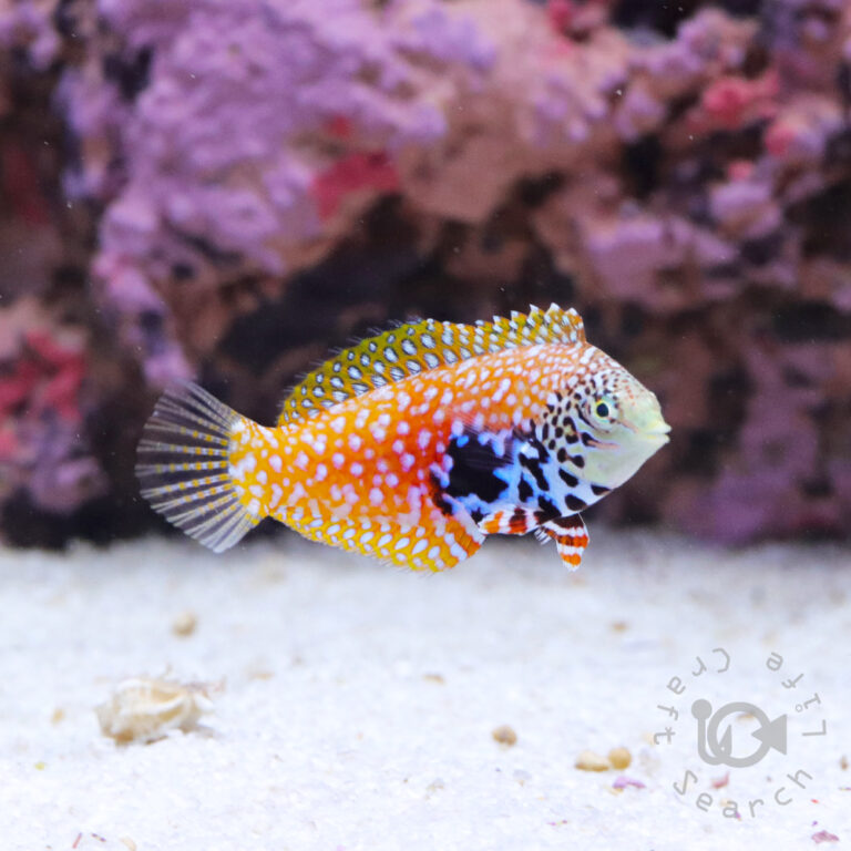 Splendid-Leopard-Wrasse