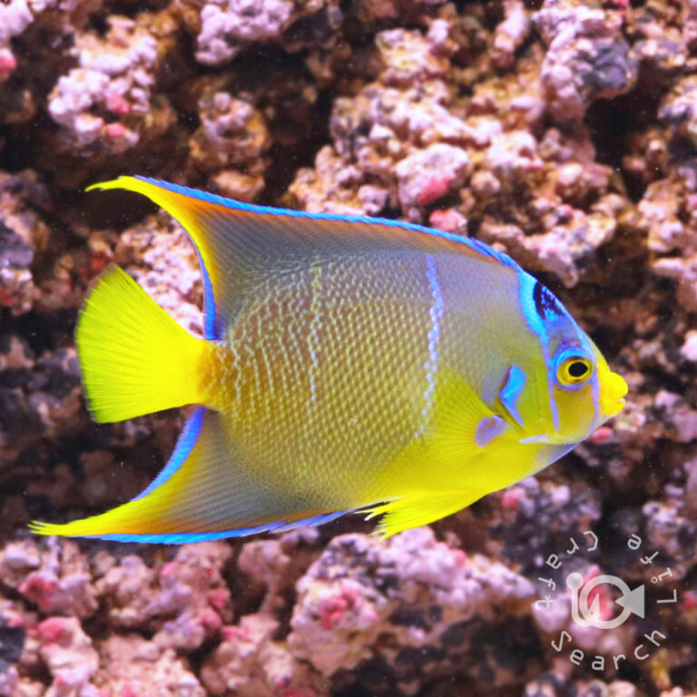Townsend-Angelfish_250911