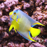 Townsend-Angelfish_250911