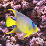 Townsend-Angelfish_250911