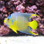 Townsend-Angelfish_250911