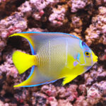 Townsend-Angelfish_250911