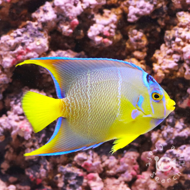 Townsend-Angelfish_250911