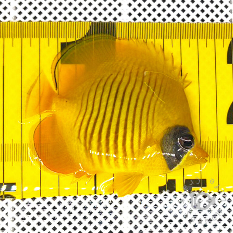 Bluecheek-Butterflyfish_251211