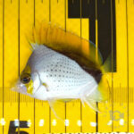 Declivis-Butterfly_251207