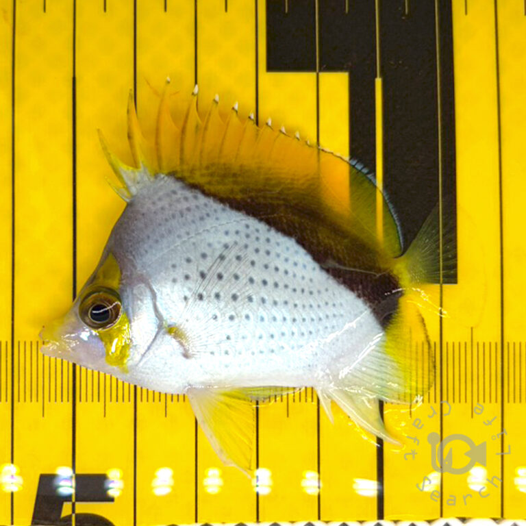 Declivis-Butterfly_251207