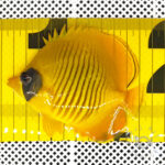 Bluecheek-Butterflyfish_251211