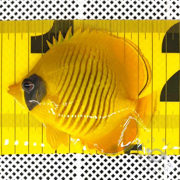 Bluecheek-Butterflyfish_251211