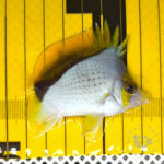 Declivis-Butterfly_251207